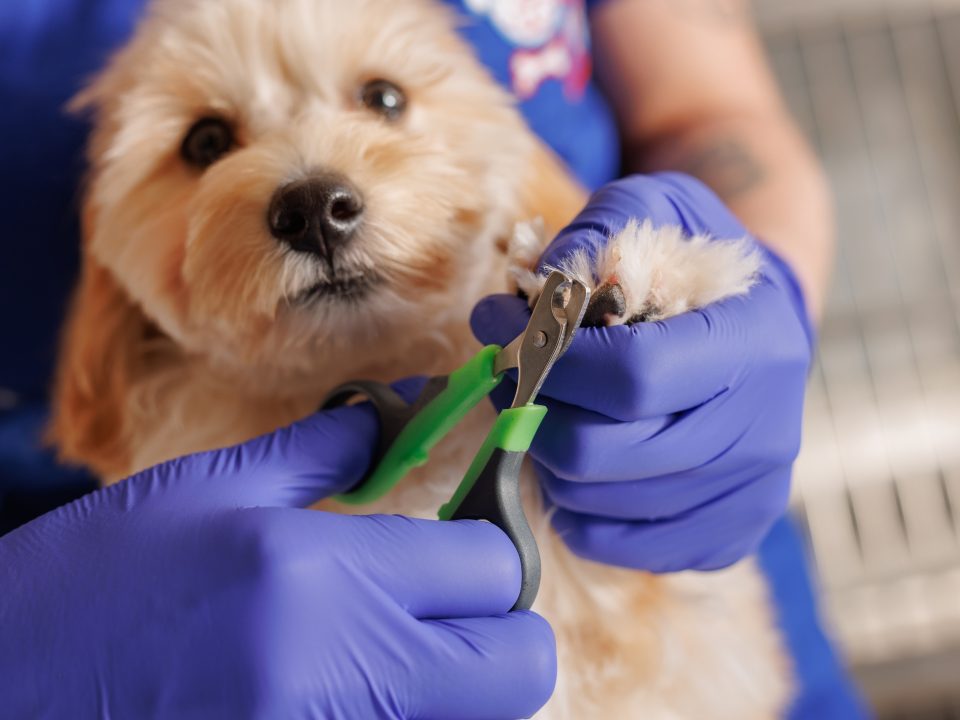 vet nurse clipps nails of a small dog