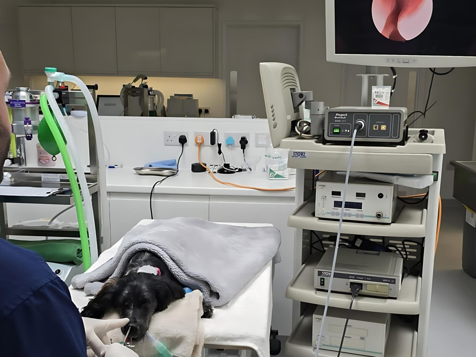 Veterinarian Javier Herrero is removing a grass seed from a dog's nose.