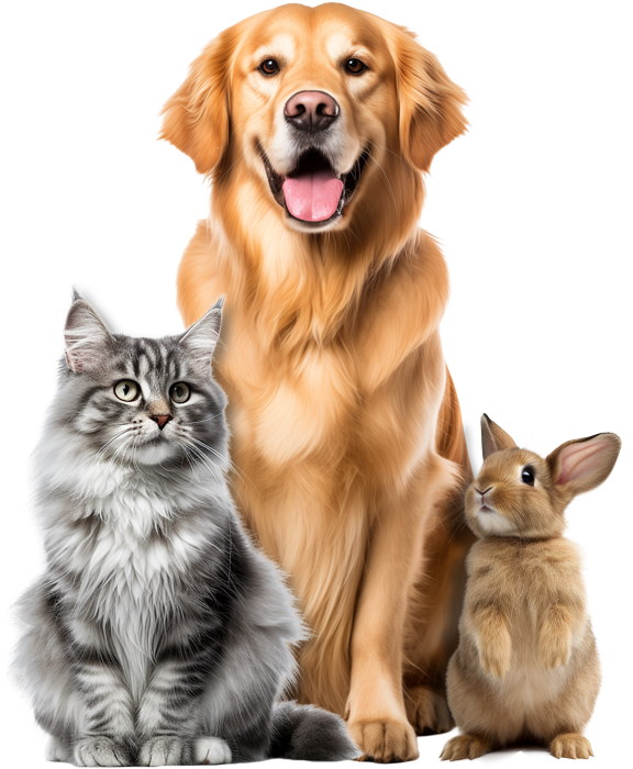 A dog, a cat and a rabbit