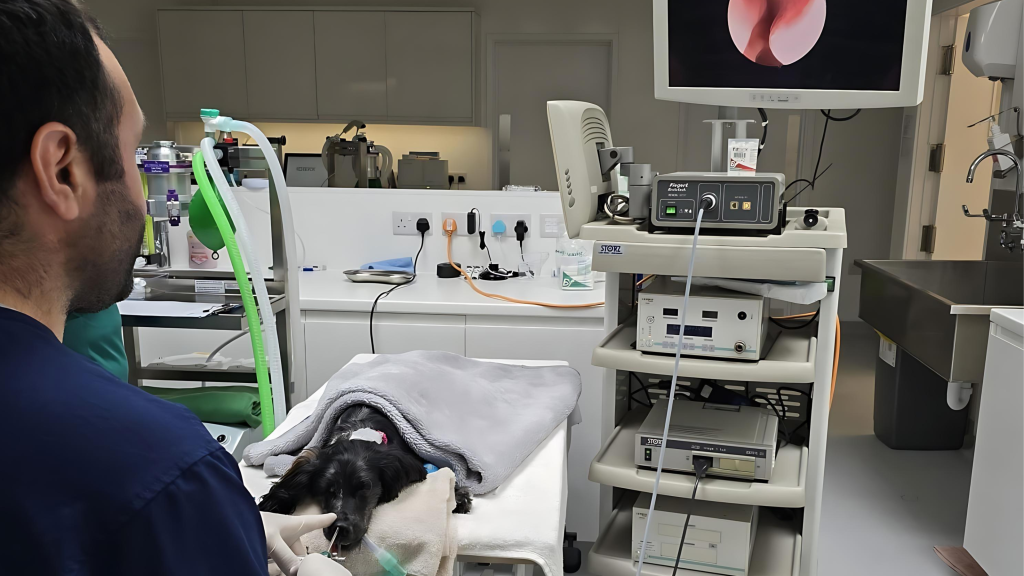 Veterinarian Javier Herrero is removing a grass seed from a dog's nose.